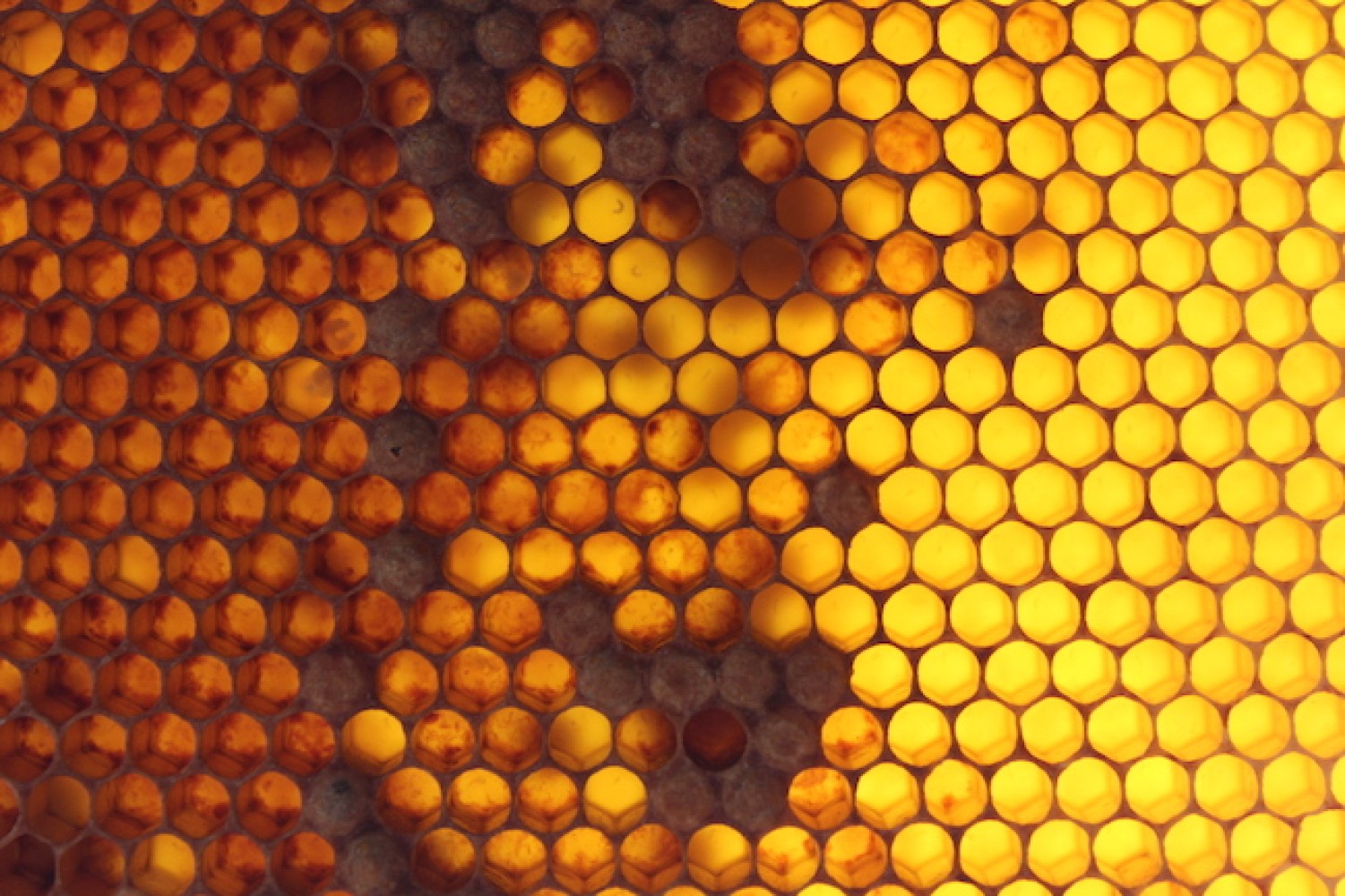Επίσκεψη σπουδαστών Μελισσοκομίας στο ANEL Honey Park