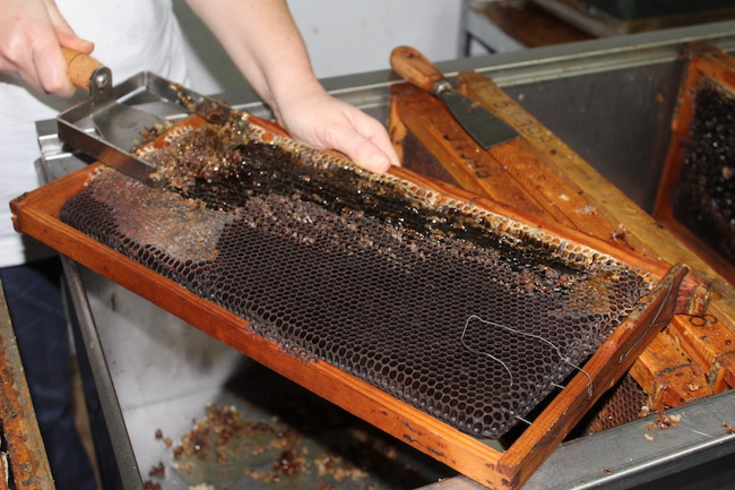 Επίσκεψη σπουδαστών Μελισσοκομίας στο ANEL Honey Park