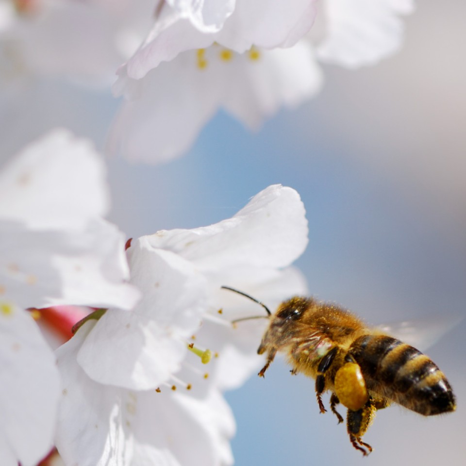 360 Webinar: Plant a Tree - Save a Bee