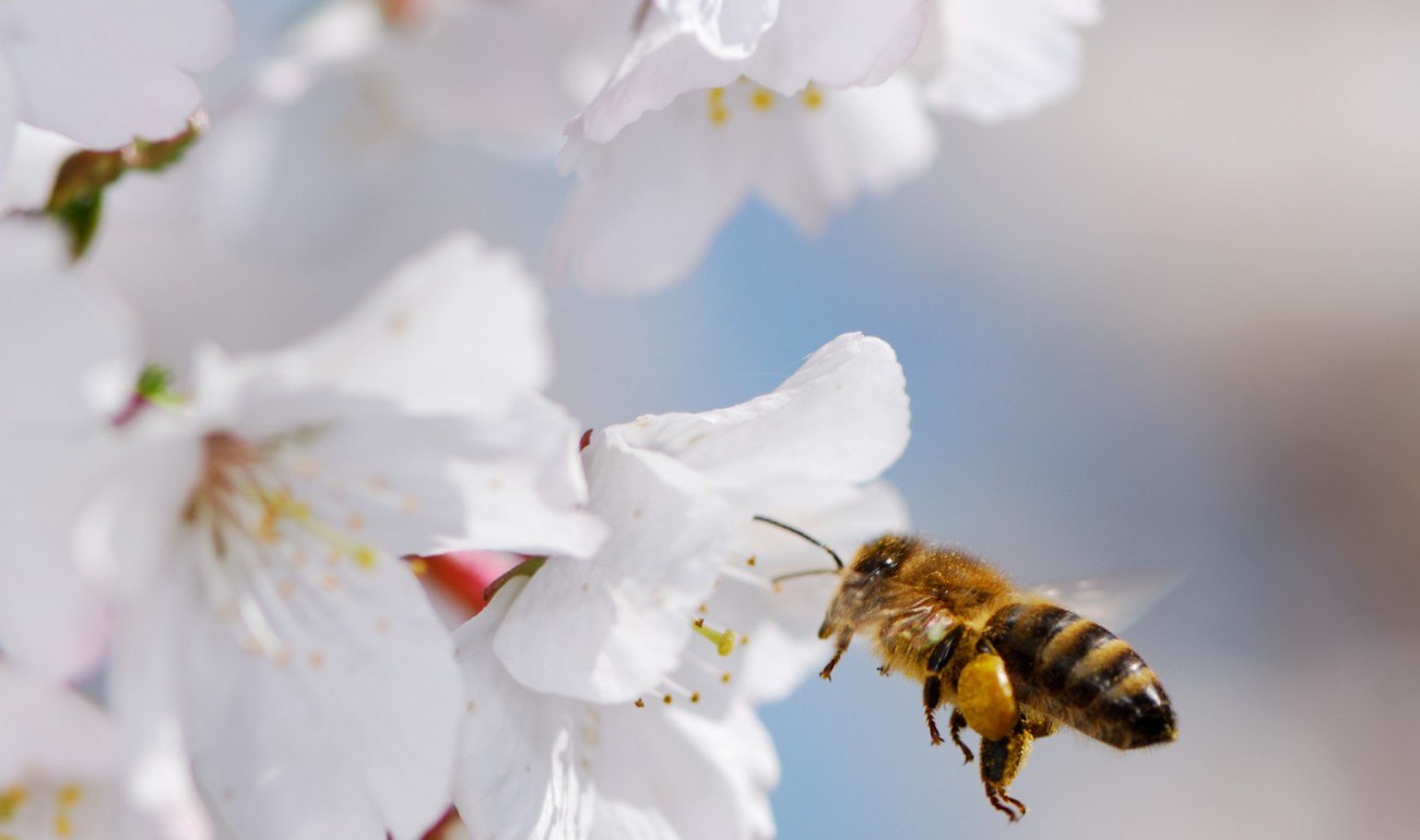 360 Webinar: Plant a Tree - Save a Bee
