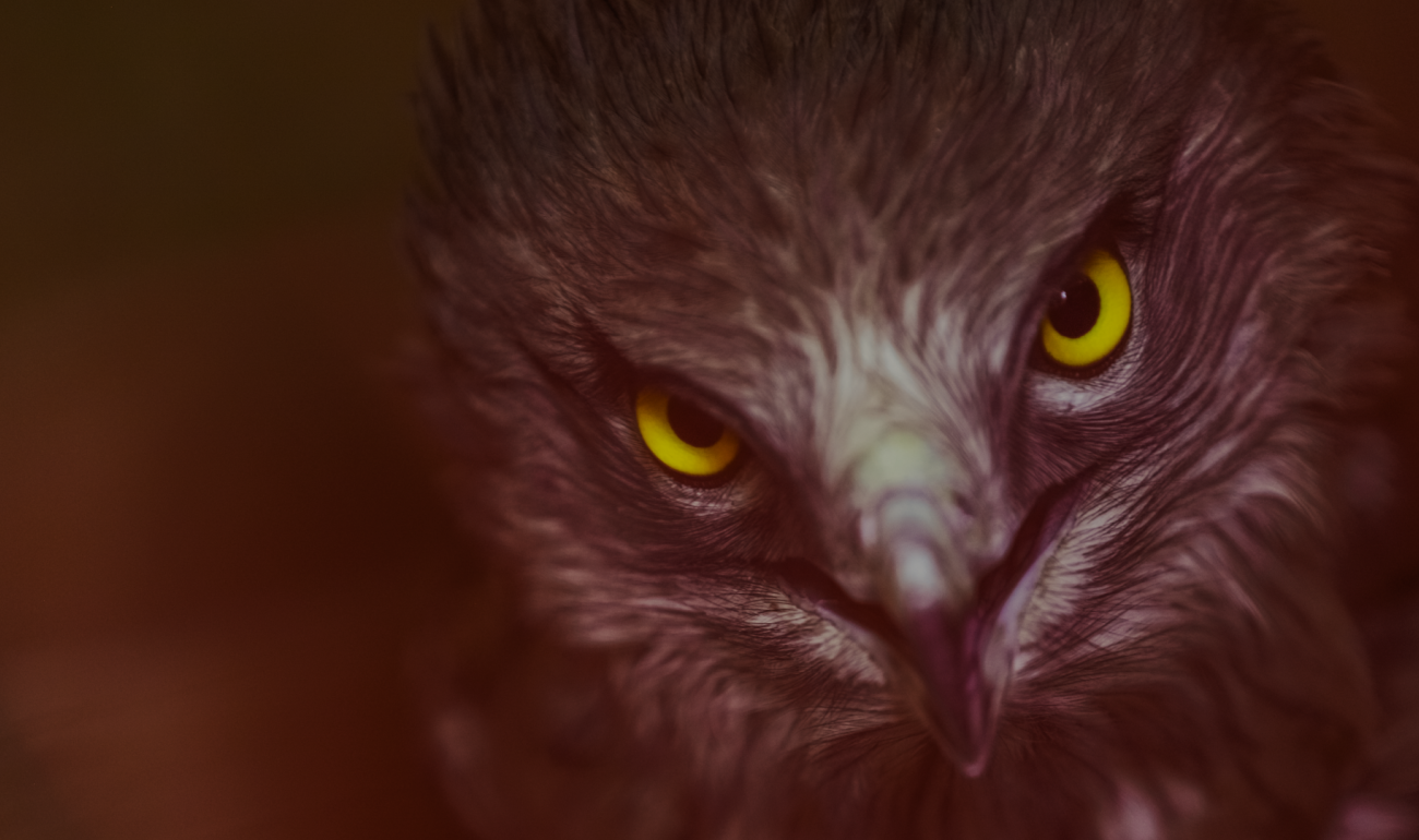 Looks of Wildlife - The Party Looks of Wildlife - The Party